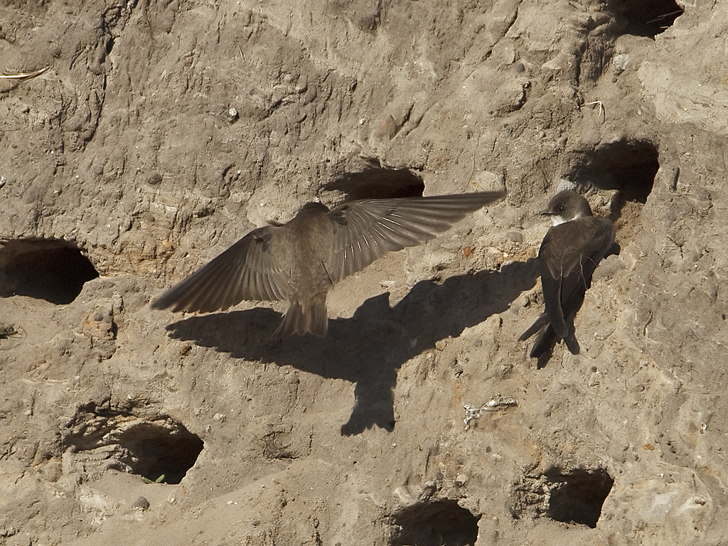 Riparia riparia Sand Martin Oeverzwaluw